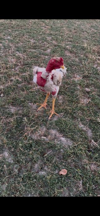 Toza madagaskar toblangan ôyinga tayyor