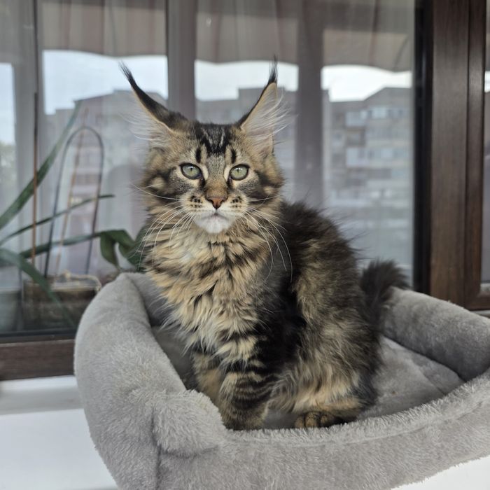 Fetita Maine Coon