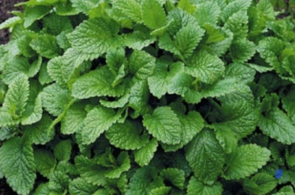 Цветы      Цветы