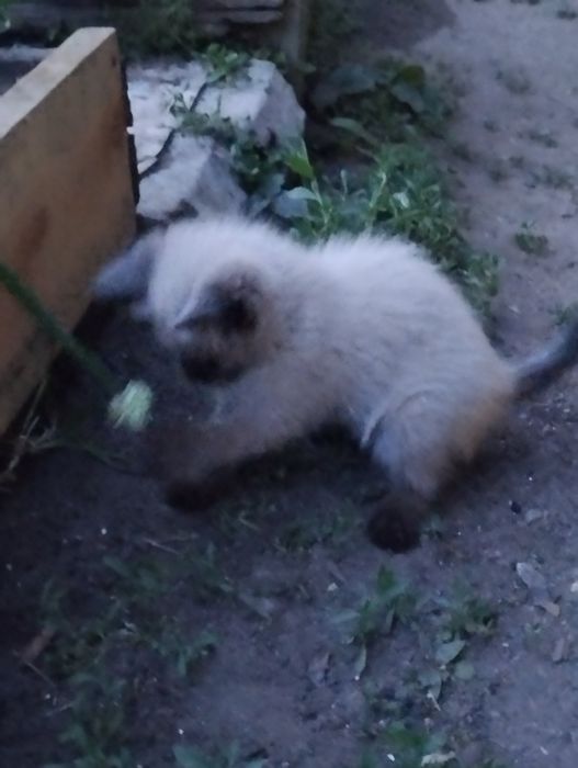 Котята 3 месяца, умные