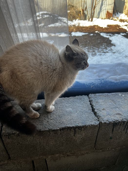 Кошка очень ласковая