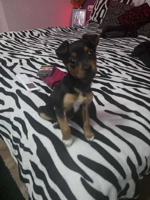 Продава се пинчер