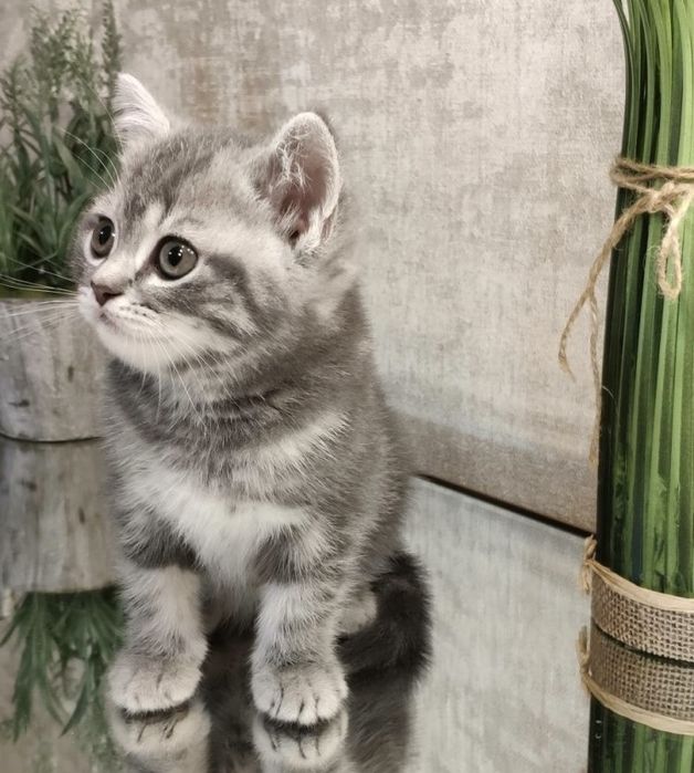 Шотланские котята