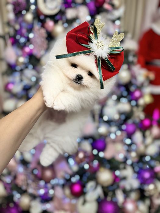 Pomeranian Bear Type