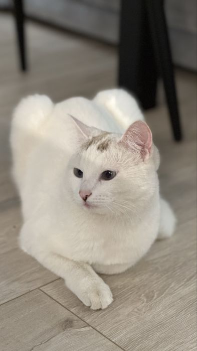 Отдалим кошечку в хорошие руки