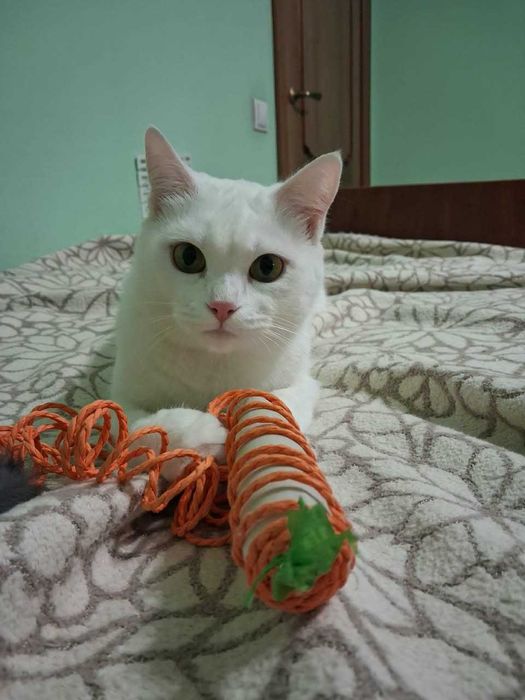 Кошечка ищет новый дом