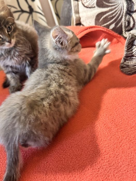Отдаются котята в добрые руки