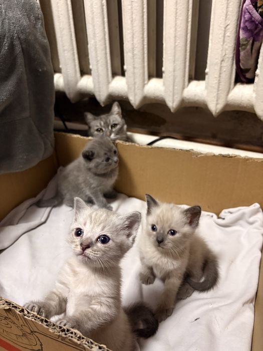 Отдам котят в добрые руки