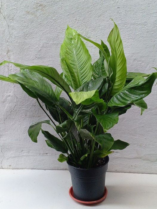 Спатифиллиум (‘Sweet Lauretta’) женское счастье. Крупнолистный сорт.