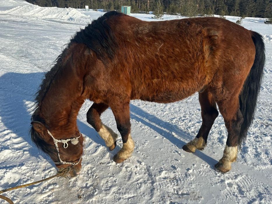 Продам коня полносью обучен