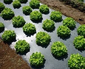 FOLIE MULCIRE, neagră/albă/alb-negru; perforata/neperforata; GARANTIE