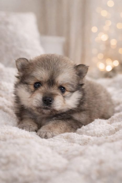 Продам щенков шпица