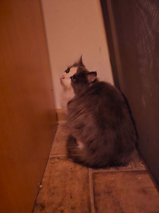 Motan de un an, ochi verzi