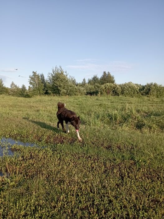 Продам кабеля западносибирской лайки!