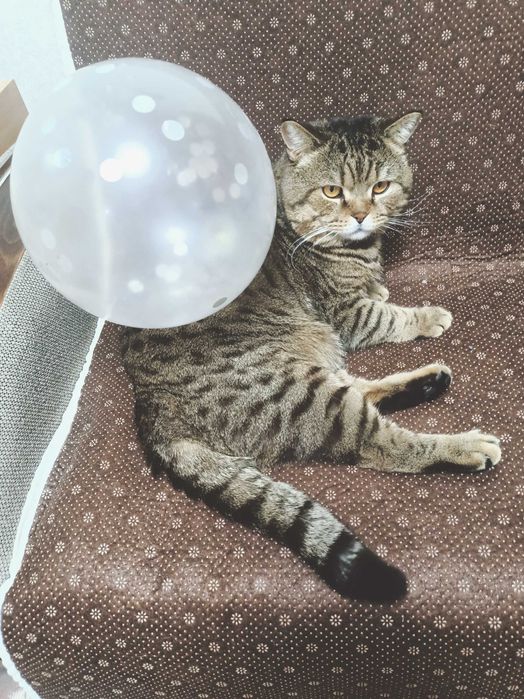 Отдам котика в добрые руки