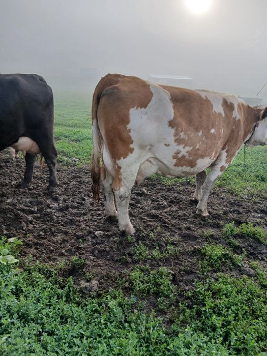 Vaci de vânzare cu lapte