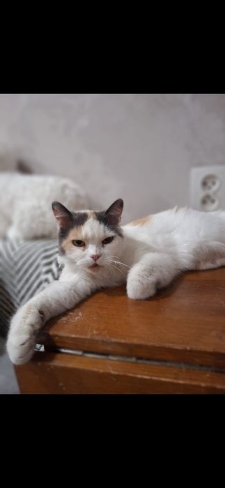 Бесплатно кошечка!