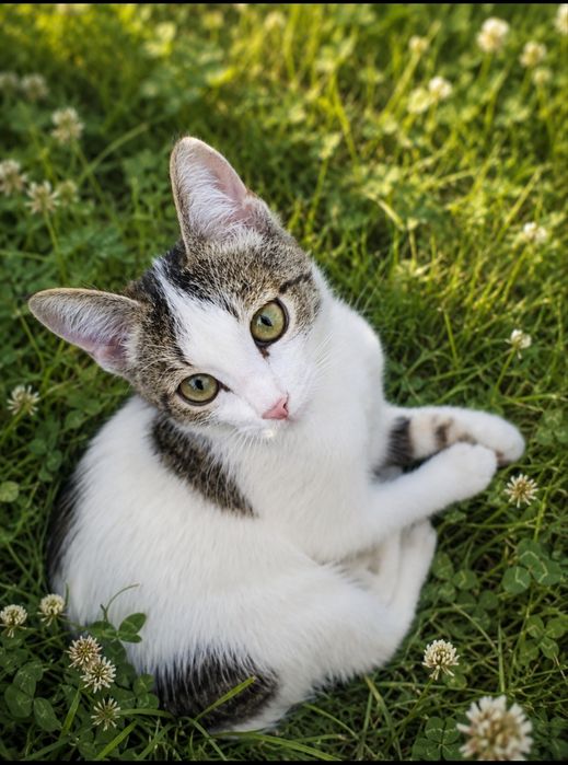 Отдается котенок