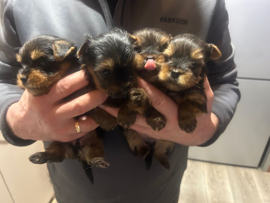 Бебета -йоркширски териер