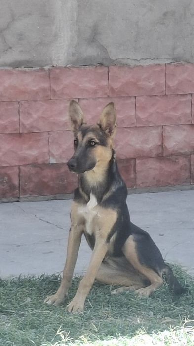 Срочно овчарка ит сотилади