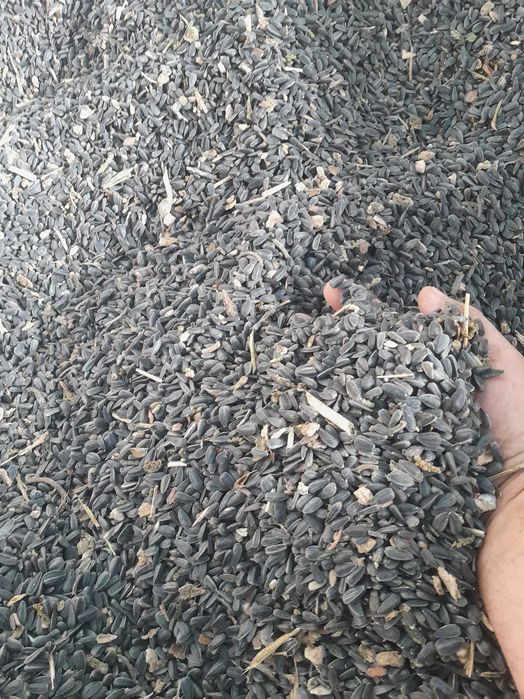 orzoaica casanova grau aveniu foarea soarelui