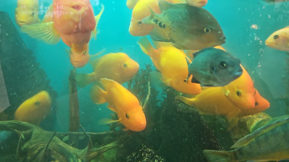 Продам или обменяю рыб Цитронов