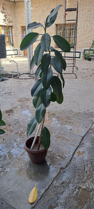 Фикус.цветы новые