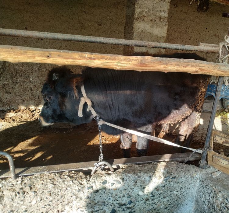 Buqa sotiladi  15,milyon