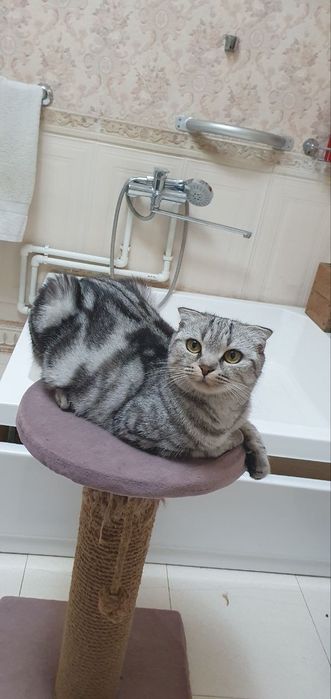 СРОЧНО! Шотландская вислоухая голубо-глазая ,,Скоттиш-фолд'' цена за в