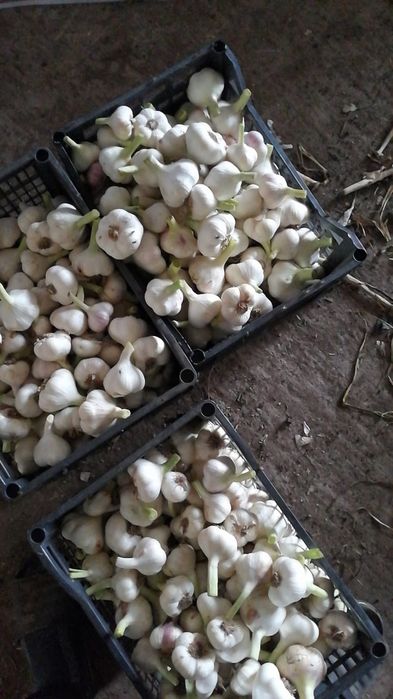 Usturoi nou productie 2023