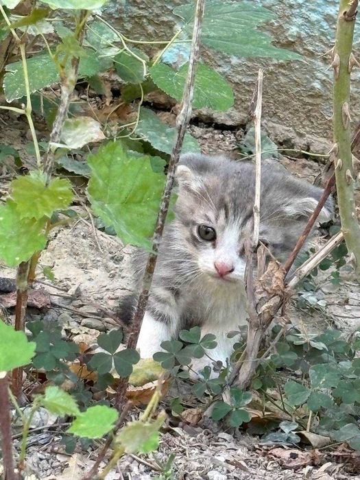 Вислоухие котята