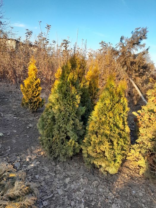 Продам туи перамидки