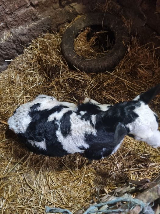 Теле сукалче на 15 дни