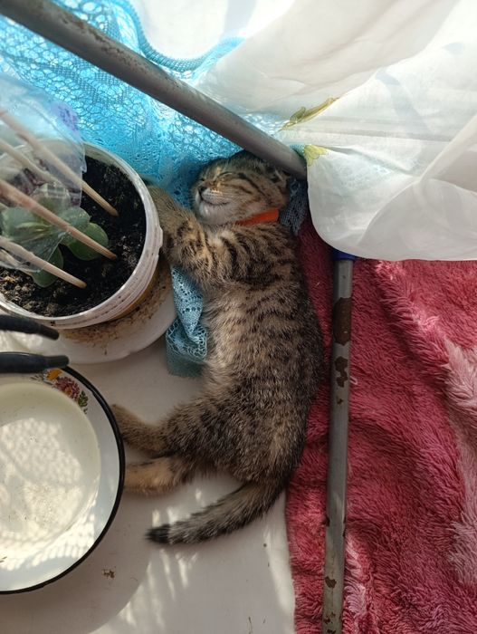 Вязка шотландский Скотишь страйт