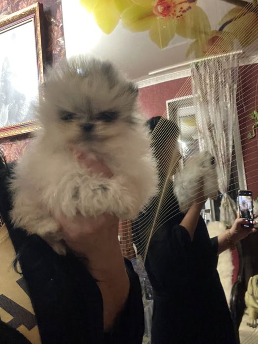 Щенки померанского шпица