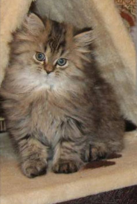 Резерв котята персидские