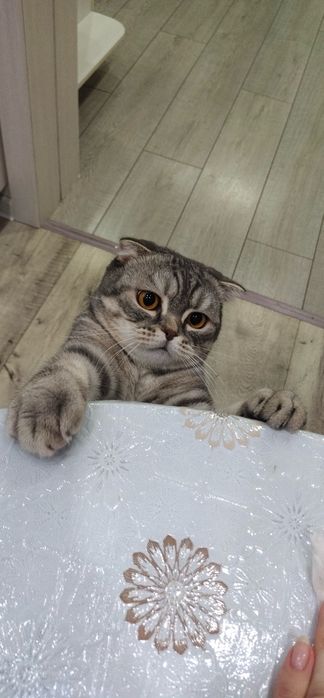 Шотландский вислоухий кот
