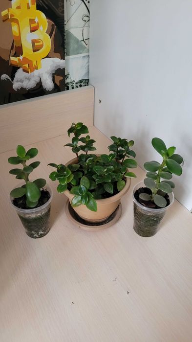 Продам герань,юкка,рео,кактус