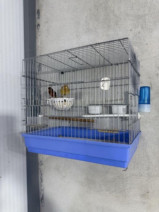 Канарейка пара бор и нарлар бор хаммаси сайраяди