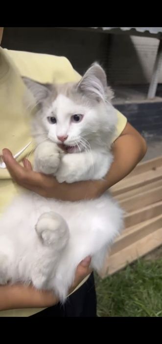 Отдам кота в хорошие руки