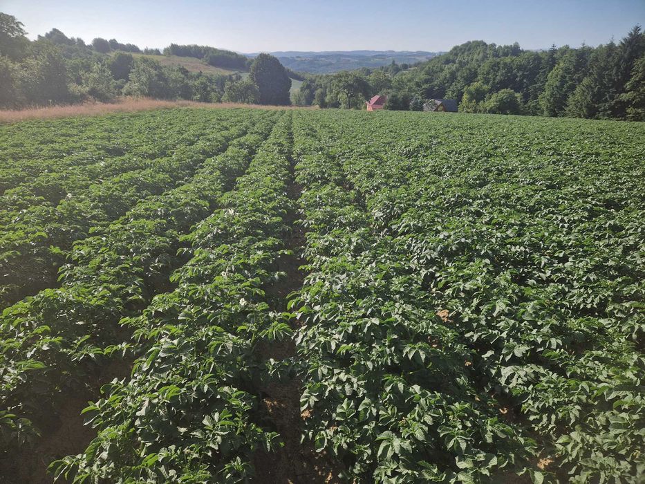 Cartofi de samanta din Clasa A si E