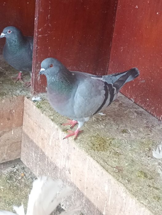 De vânzare porumbei de ornament