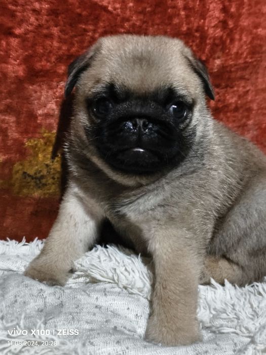 Продам щенков Мопса.