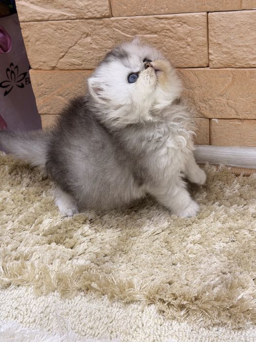 Британцы! Шиншила серебро!