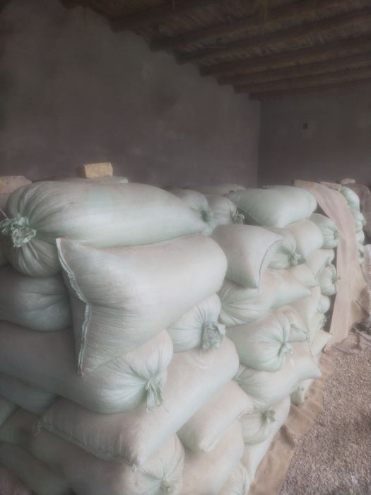 Макка дони сотилади 6000 Минг сум дан  тоннада