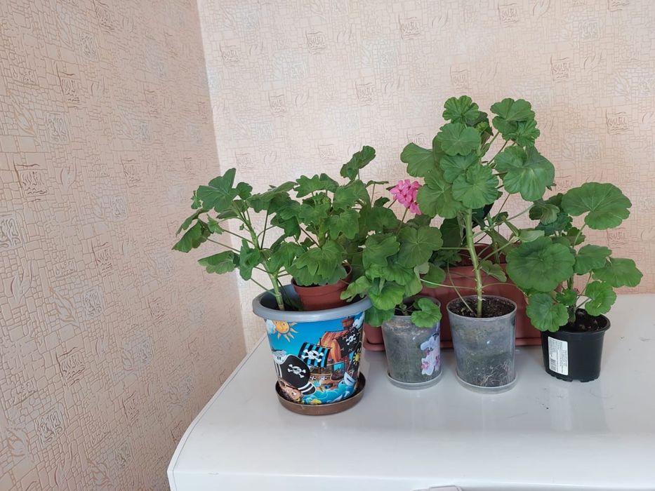 Цветок комнатный