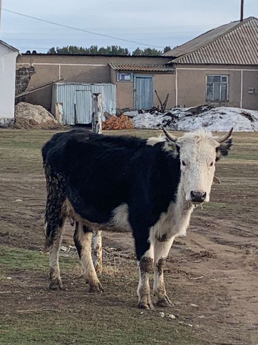 Корова с телочкой, 3 отёла