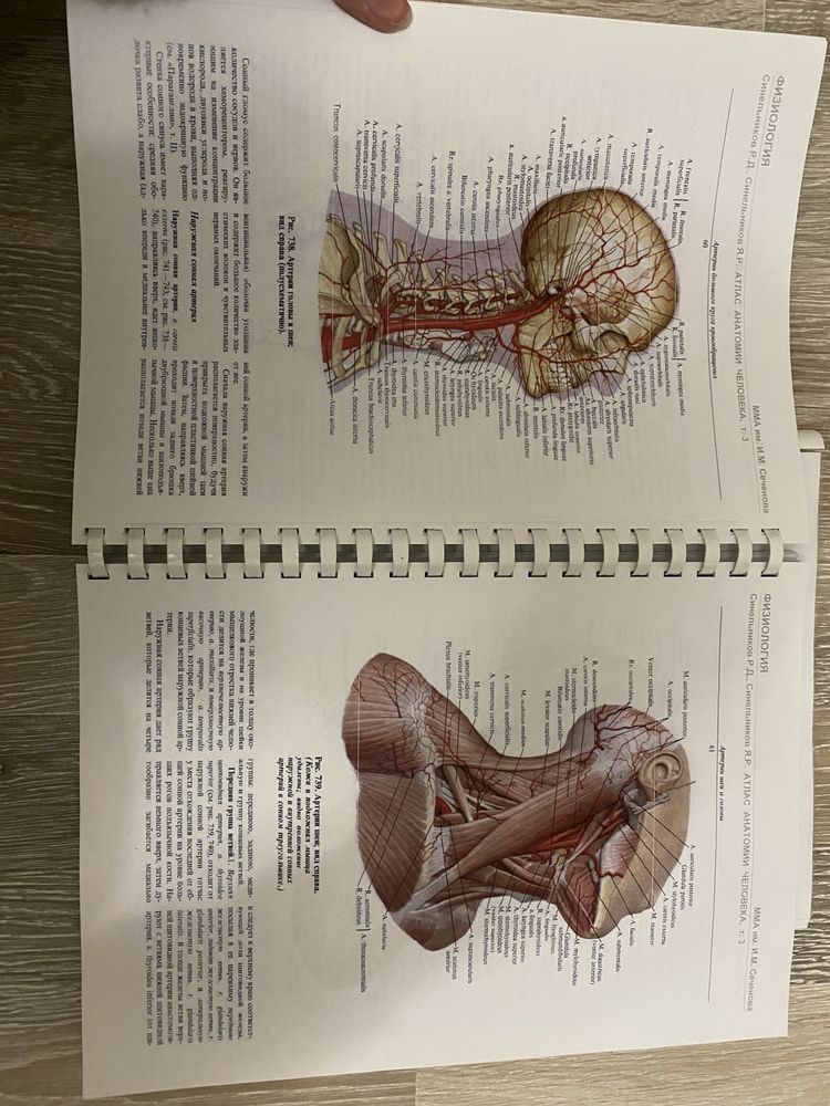 Учебник синельникова по анатомии