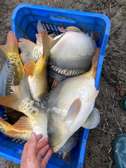 Продавам   Шаран