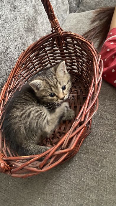 Котенок от бенгальского папы